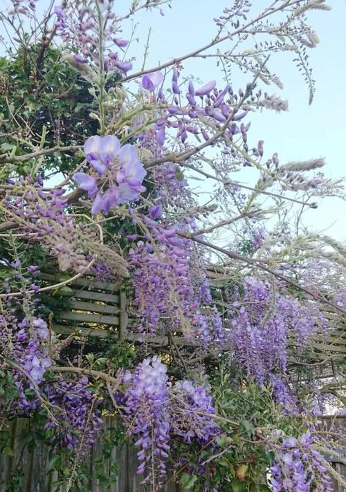 怎样养殖健康的紫藤花（紫藤花的生长环境及注意事项）