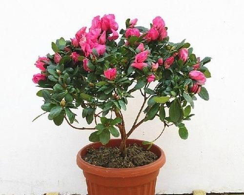 如何养好杜鹃花？（从种植到护理，让杜鹃花长得更美）
