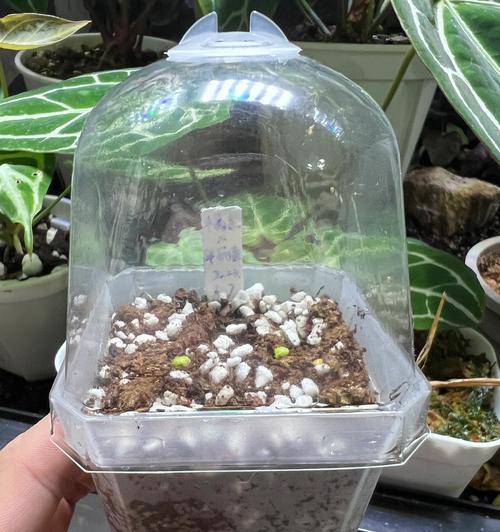 花烛移植指南（从选种到落地，带你轻松移植花烛）