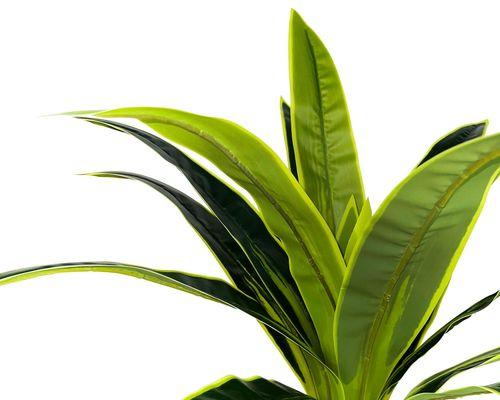 巧妙养护巴西铁树，打造繁茂盛世（如何让巴西铁树健康成长？）