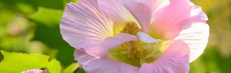 芙蓉花怎样过冬（如何在冬季中保护芙蓉花健康茁壮成长）