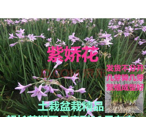 紫娇花的花期及生长习性详解（了解紫娇花的花期和生长特点，打造优美花园）