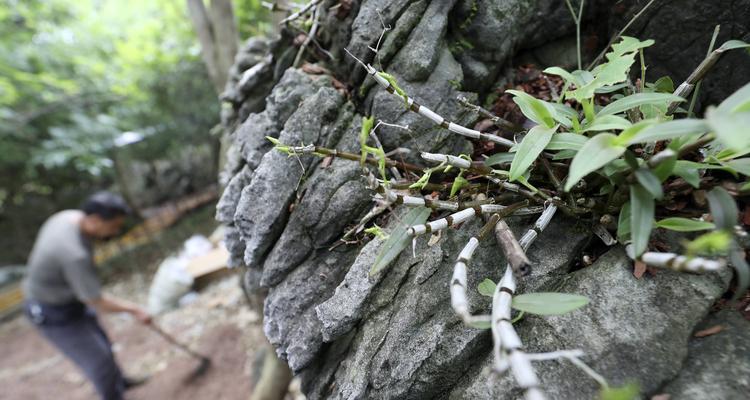 铁皮石斛的种植和养护（打造健康的铁皮石斛种植方式与细节）