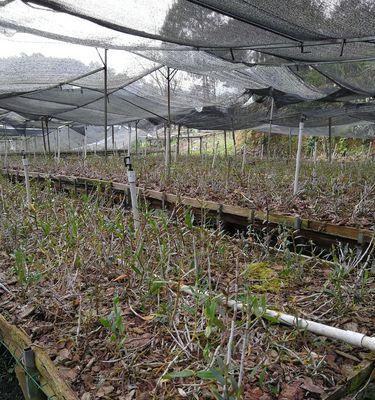 铁皮石斛的种植和养护（打造健康的铁皮石斛种植方式与细节）