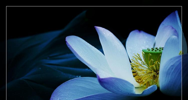 蓝莲花的寓意与意义（深入探究蓝莲花代表的内涵）