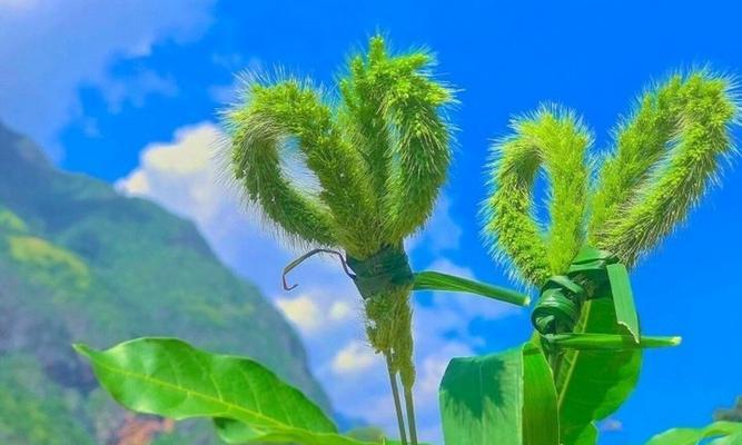 花开代表暗恋与守护（一朵花儿的力量与意义）