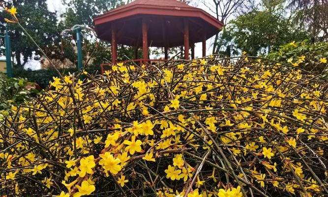 迎春花果期（万物复苏，春色满园——迎春花果期的盛宴）
