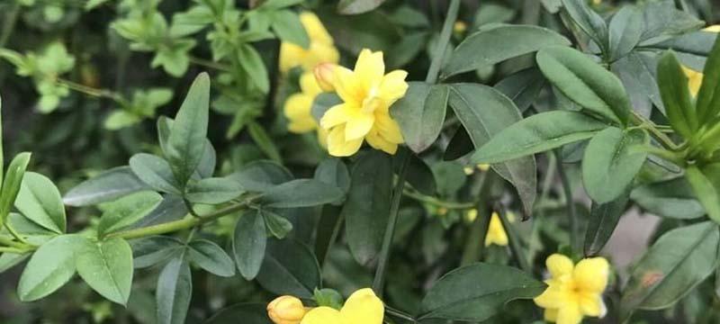 迎春花果期（万物复苏，春色满园——迎春花果期的盛宴）