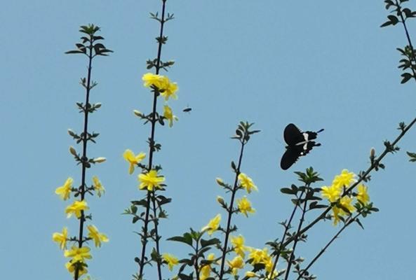 迎春花果期（万物复苏，春色满园——迎春花果期的盛宴）