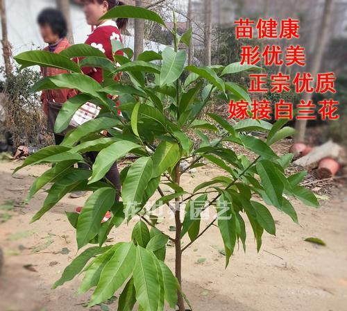 黄桷兰的养殖方法（打造精致花园的关键）