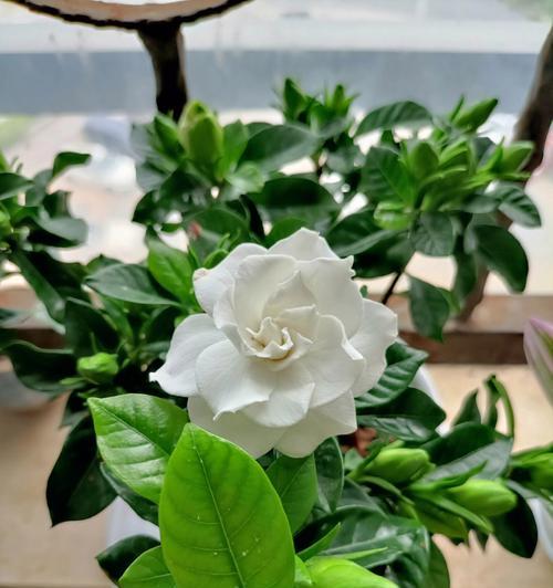 迎接春天的来临——栀子花开花期解析（绚烂多彩的春天，栀子花为你盛开）