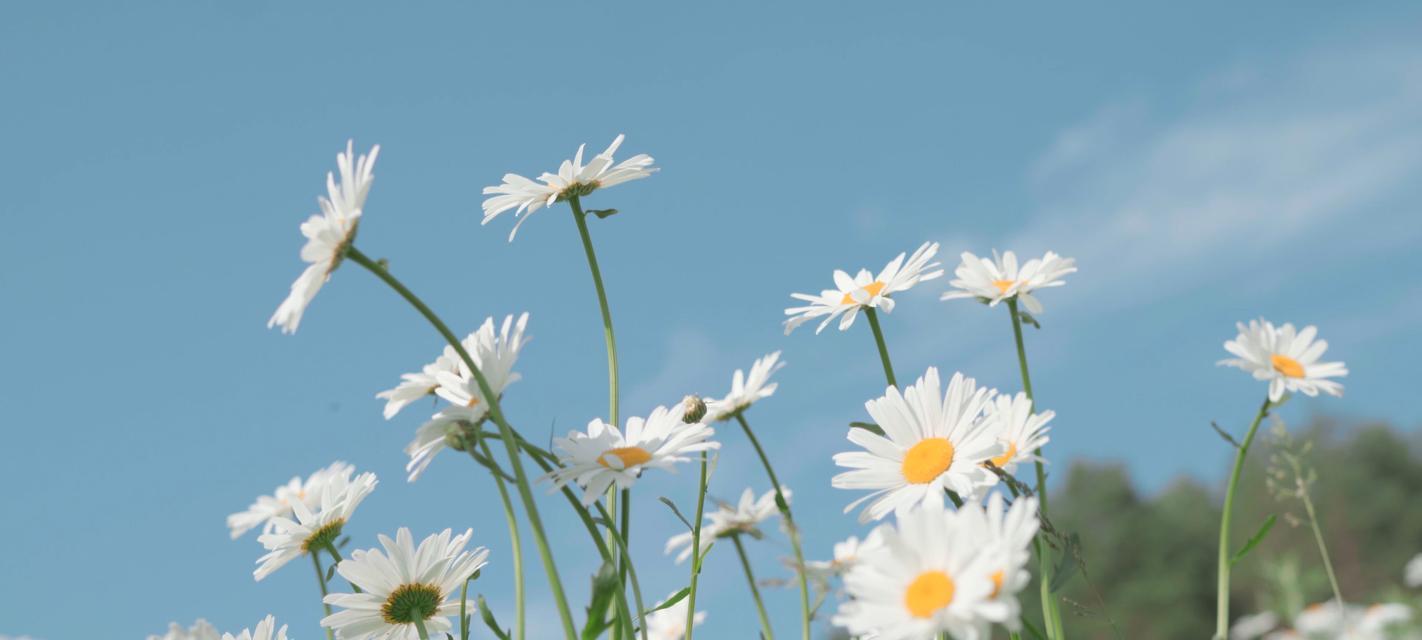 雏菊的象征意义（从花语、文学到艺术）