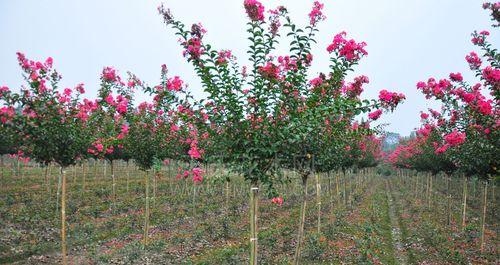 如何种植百日红？（百日红栽培技巧、养护要点、病虫害防治）