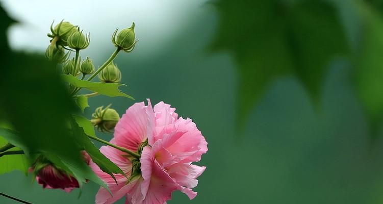 如何让芙蓉花开得更美？（关于芙蓉花的养护技巧）