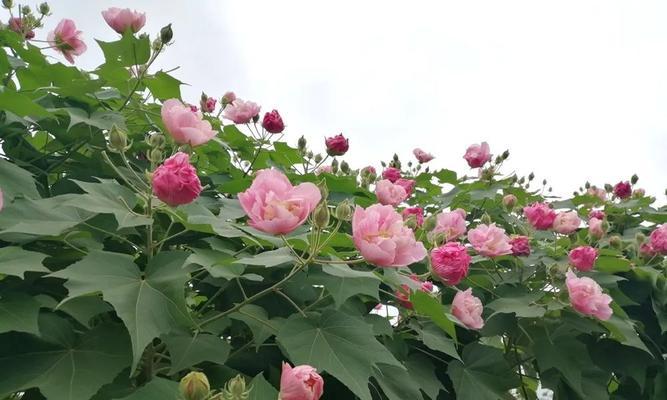如何让芙蓉花开得更美？（关于芙蓉花的养护技巧）