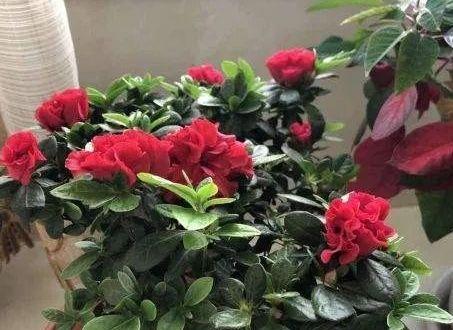 水培杜鹃花的家庭养法（简单易行的养花技巧）