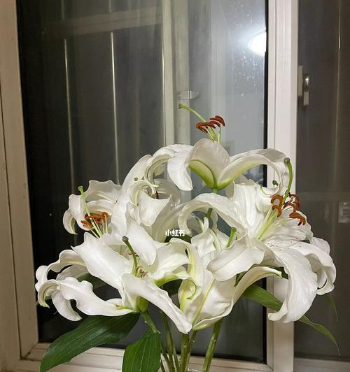 白百何花的象征意义及其鲜花背后的故事（从花卉文化中解读白百何的形象）