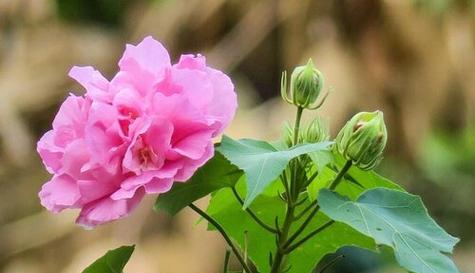 白芙蓉花的象征意义（探寻白芙蓉花的内涵与传承）