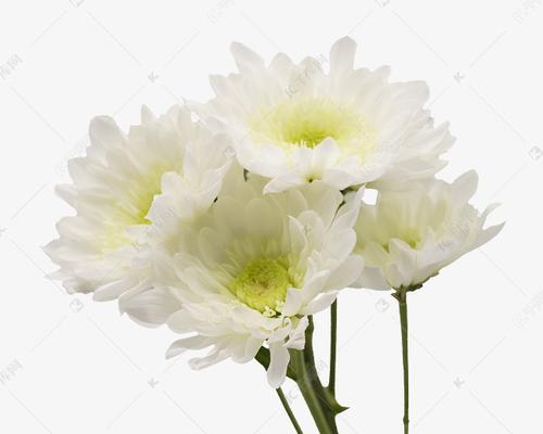 白菊花的象征意义及文化价值（白菊花的美丽与纯洁）