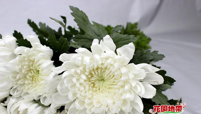白菊花的象征意义及文化价值（白菊花的美丽与纯洁）