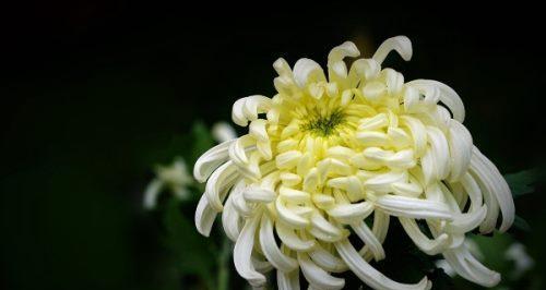 白菊花的象征意义及文化价值（白菊花的美丽与纯洁）