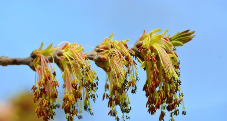白蜡树风水的神奇力量与寓意（探索白蜡树在风水学中的重要地位与作用）