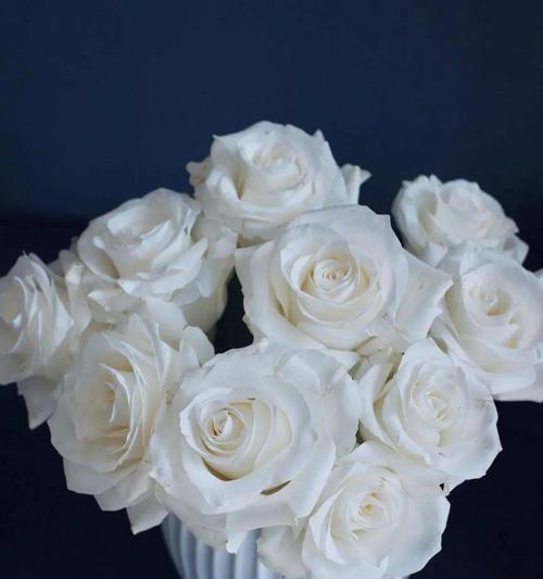 白玫瑰的爱情纯洁之美（以白玫瑰诠释的不同爱情含义）
