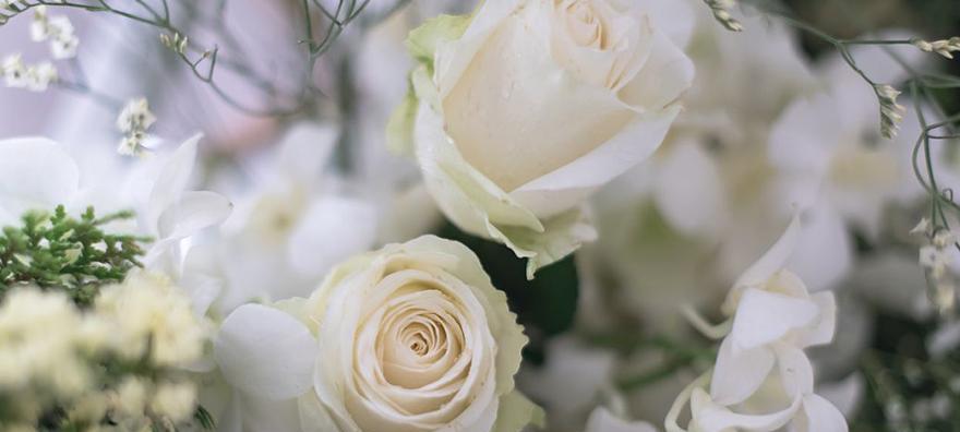 白玫瑰的爱情纯洁之美（以白玫瑰诠释的不同爱情含义）