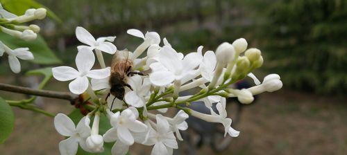 保定市的市花——牡丹花（牡丹花的美丽与寓意）