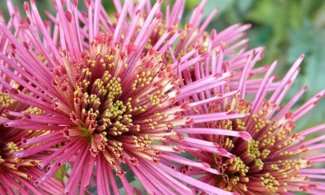 保定市的市花——牡丹花（牡丹花的美丽与寓意）