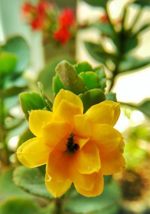 保定市的市花——牡丹花（牡丹花的美丽与寓意）