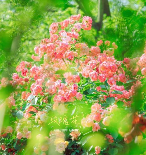 暗恋的花（用花语诉说内心的情感）