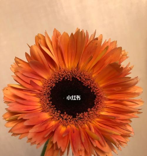 怀念的花——用花语表达深深的思念之情（花开花谢，思念永存——怀念的花语）
