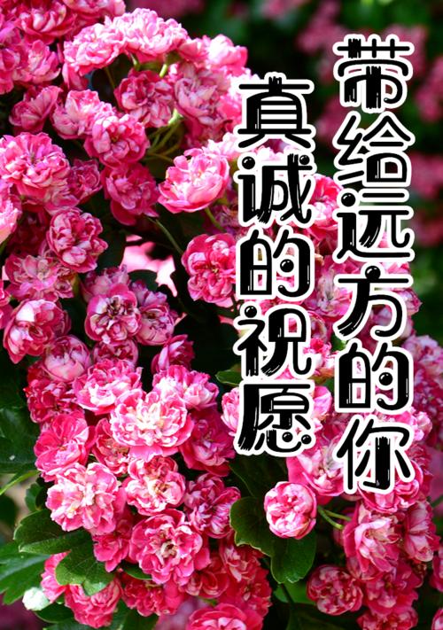 开心的花花语（以鲜花的语言传递幸福与喜悦）