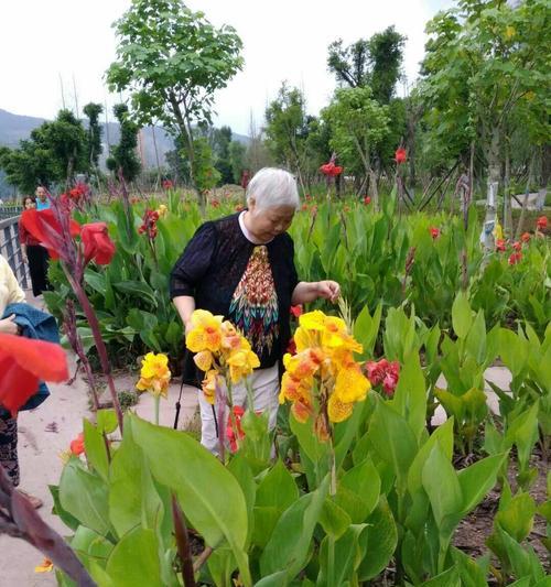 乐观的花开放心田（传递希望的花语与生活态度）