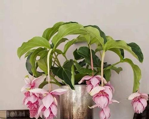 乐观的花开放心田（传递希望的花语与生活态度）