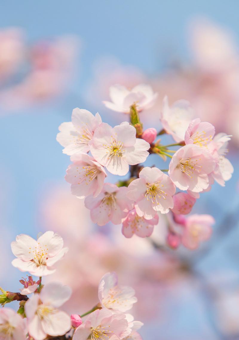 花语中的善良之花（以花语表达的善良之花，点亮人间美好）