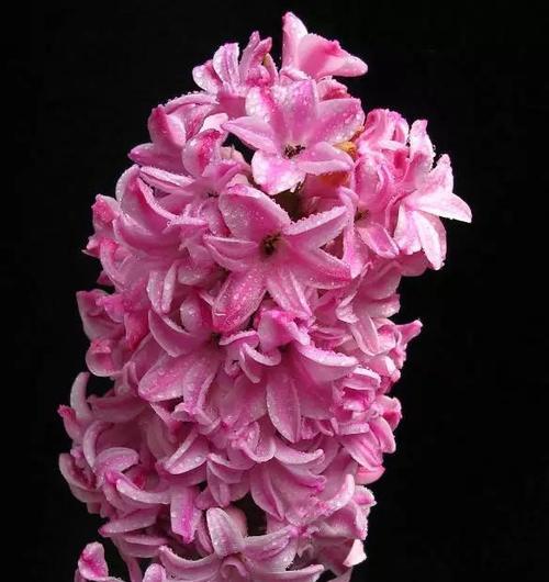 胜利的花（以表示胜利的花为主题，探索花语和象征意义）
