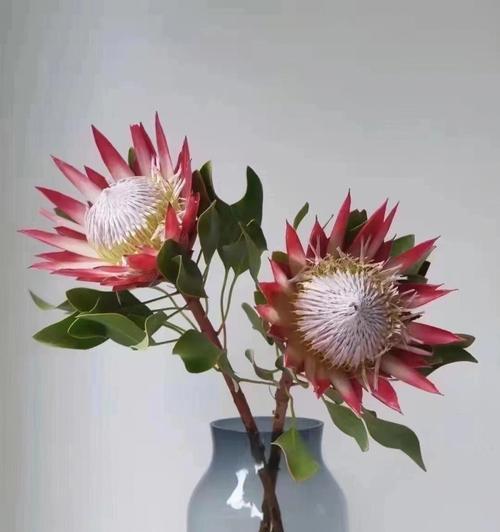 胜利的花（以表示胜利的花为主题，探索花语和象征意义）