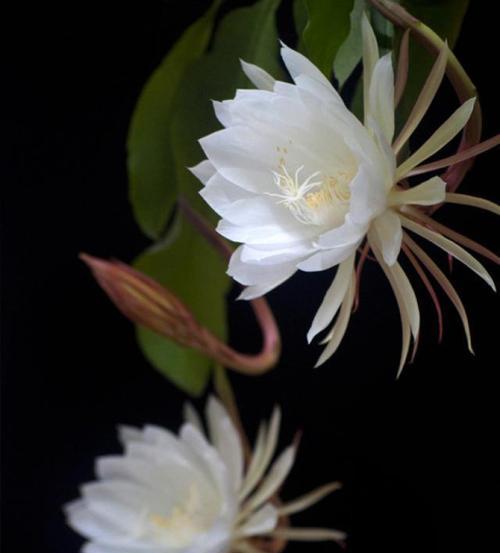守护的花花语及代表花卉一览（揭秘守护的花的象征意义，让我们与花语共守每一刻）