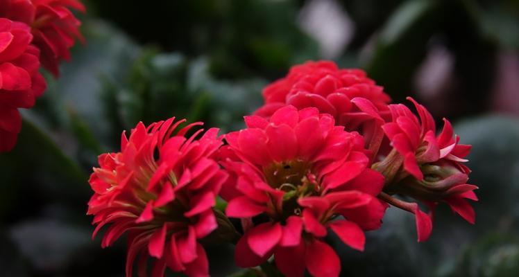 守护的花花语及代表花卉一览（揭秘守护的花的象征意义，让我们与花语共守每一刻）