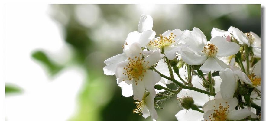 无私奉献的花（以花语表达无私奉献的美好，让爱在花间绽放）