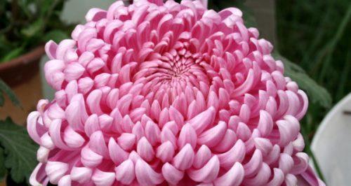 无私奉献的花（以花语表达无私奉献的美好，让爱在花间绽放）