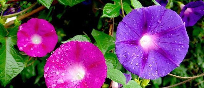再见的花语（花开为别离，花落是重逢——揭秘告别时使用的花语）