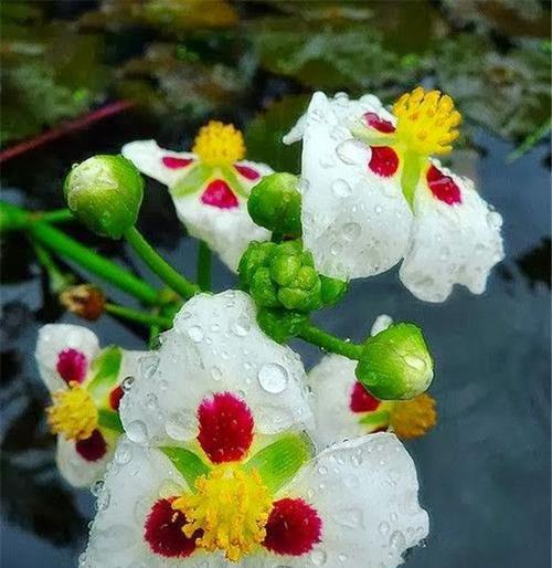 再见的花语（花开为别离，花落是重逢——揭秘告别时使用的花语）