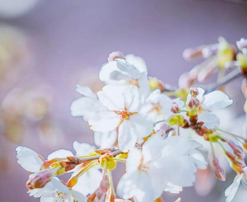 樱花花语（探寻樱花的美丽意义）
