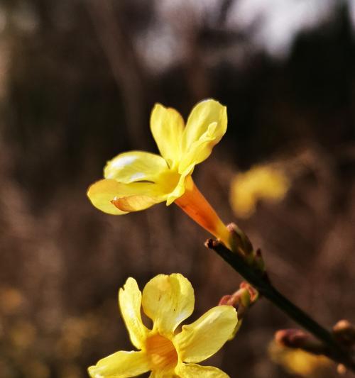 迎春花——生命力的象征（迎春花的美丽与意义）