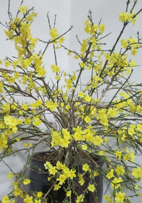 迎春花——生命力的象征（迎春花的美丽与意义）