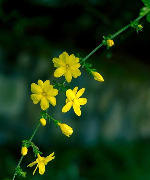迎春花的花语与文化传说（传承百年的花之秘密，迎春花的花语与传说）