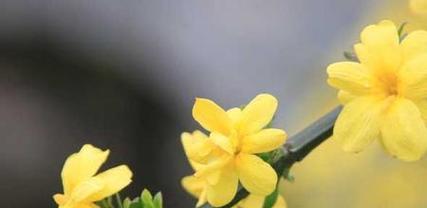 迎春花的花语与文化传说（传承百年的花之秘密，迎春花的花语与传说）